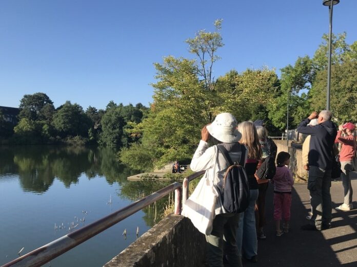 rennes lpo bruit oiseaux rennes lpo bruit oiseaux