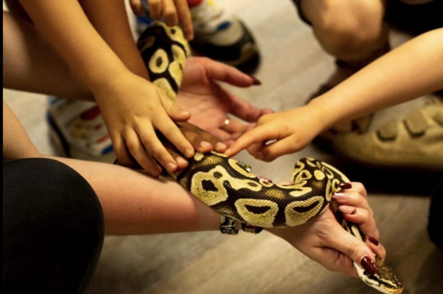 rennes zanndoli reptile