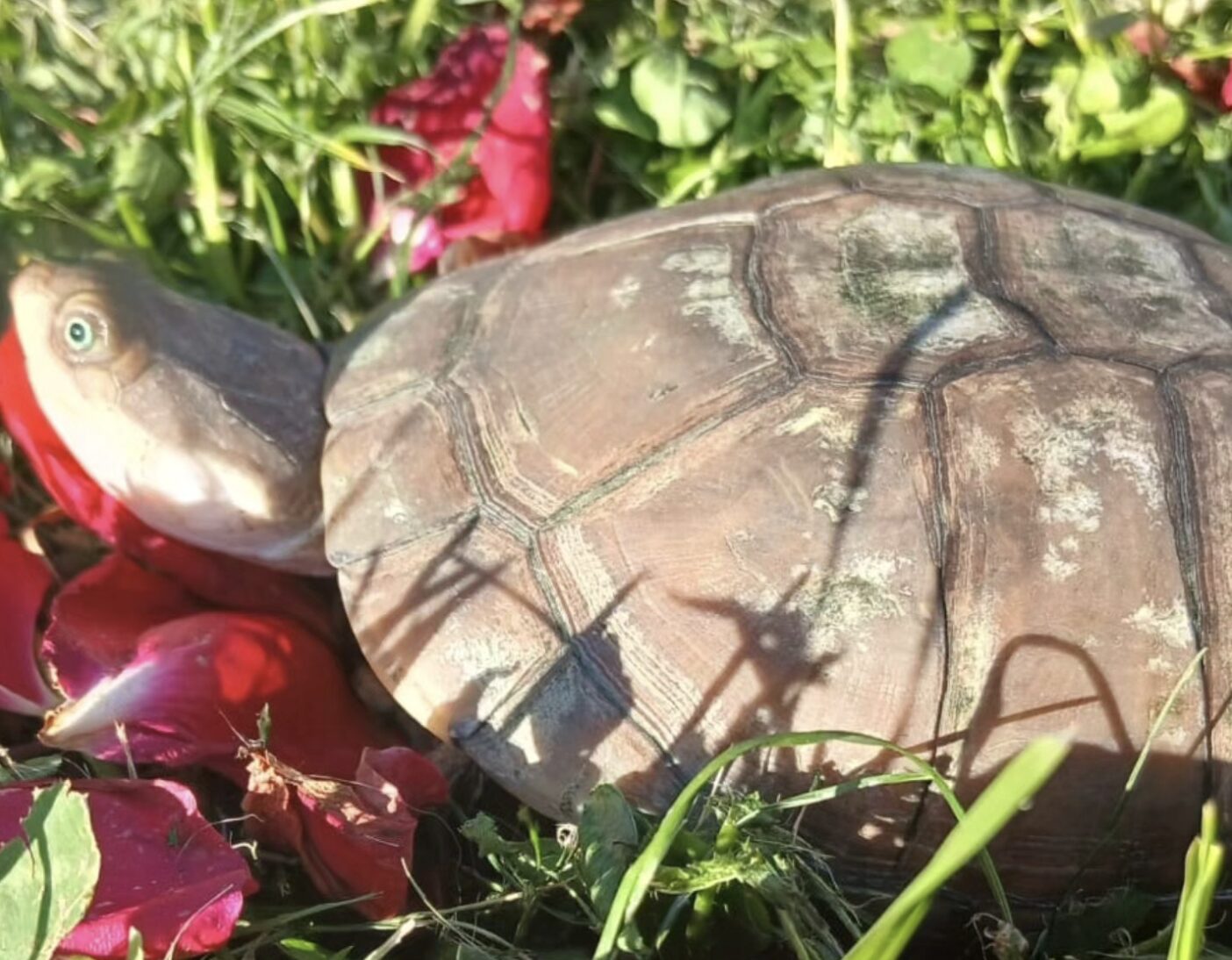 rennes zanndoli reptile