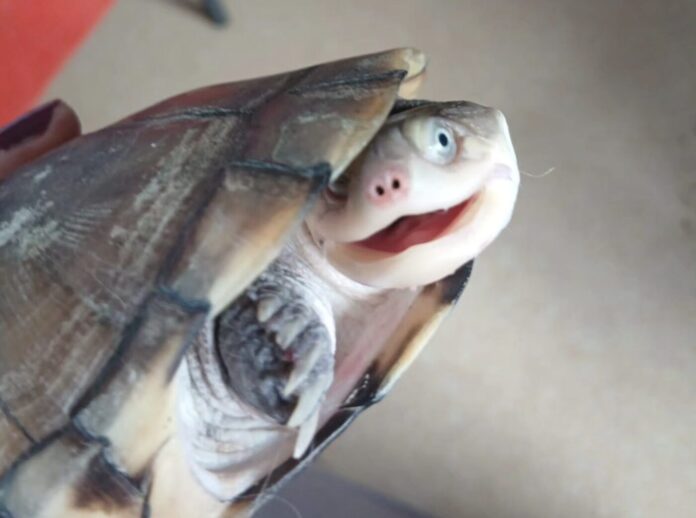 rennes zanndoli reptile