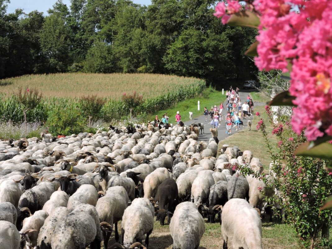 Route de la transhumance  Portet