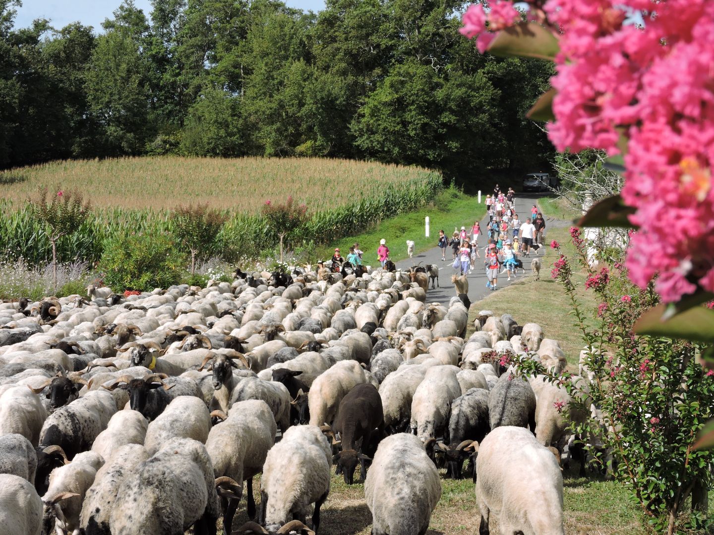 Route de la transhumance Taron-Sadirac-Viellenave