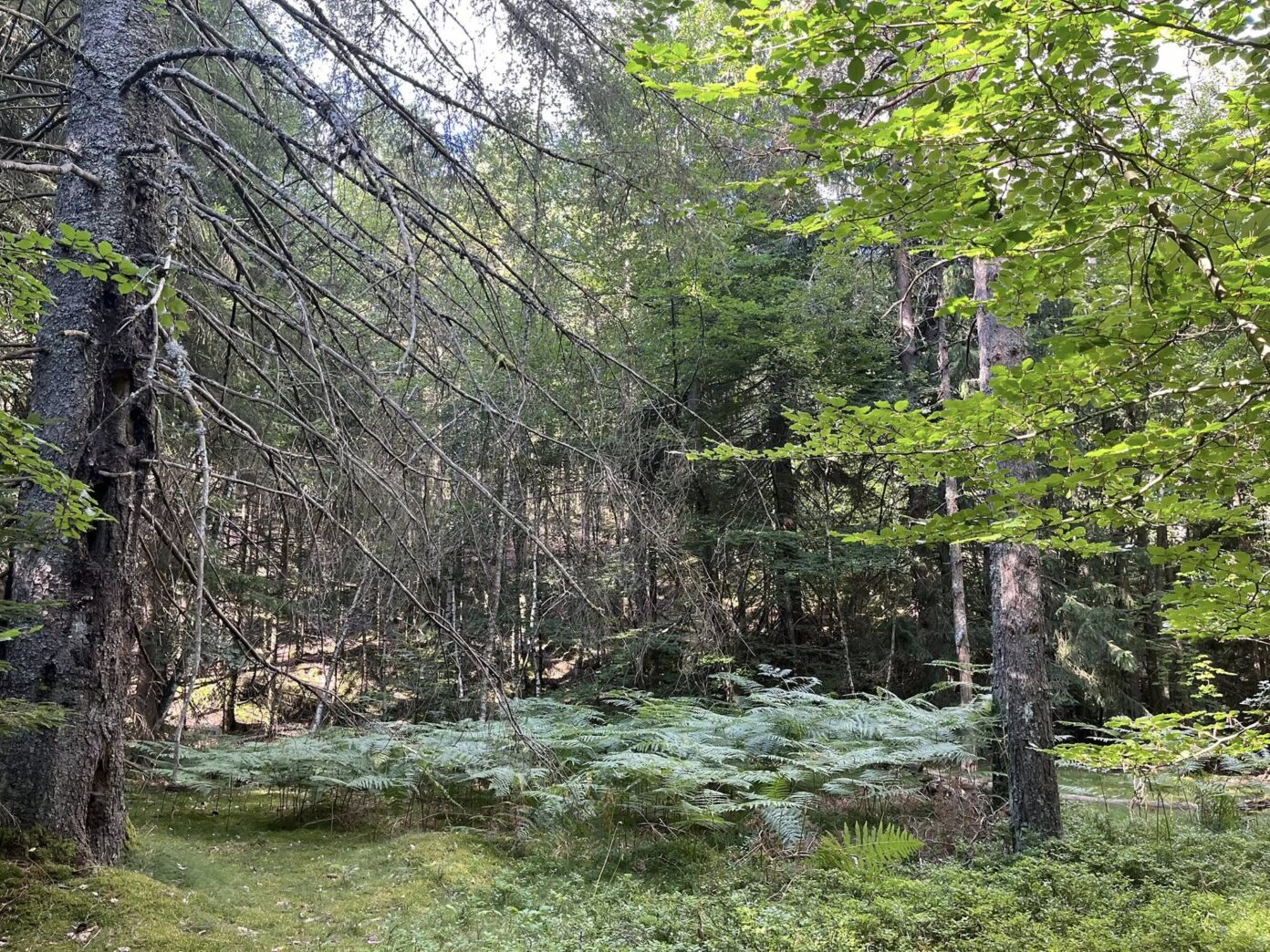 SÉJOUR NATURE ET CONSCIENCE  Pont de Montvert Sud Mont Lozère
