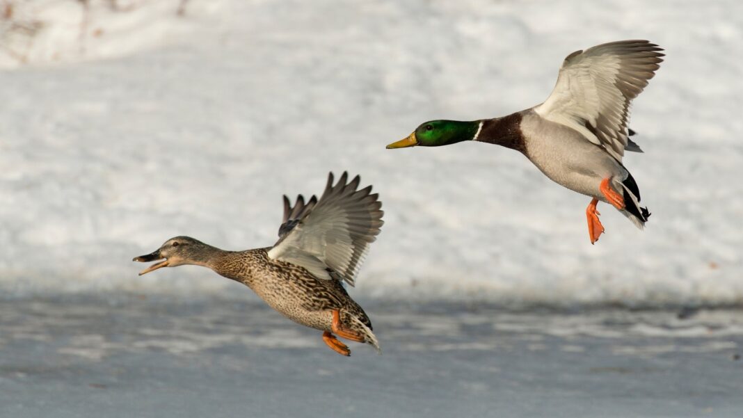 Sortie CPIE Les oiseaux en hiver  Pardies