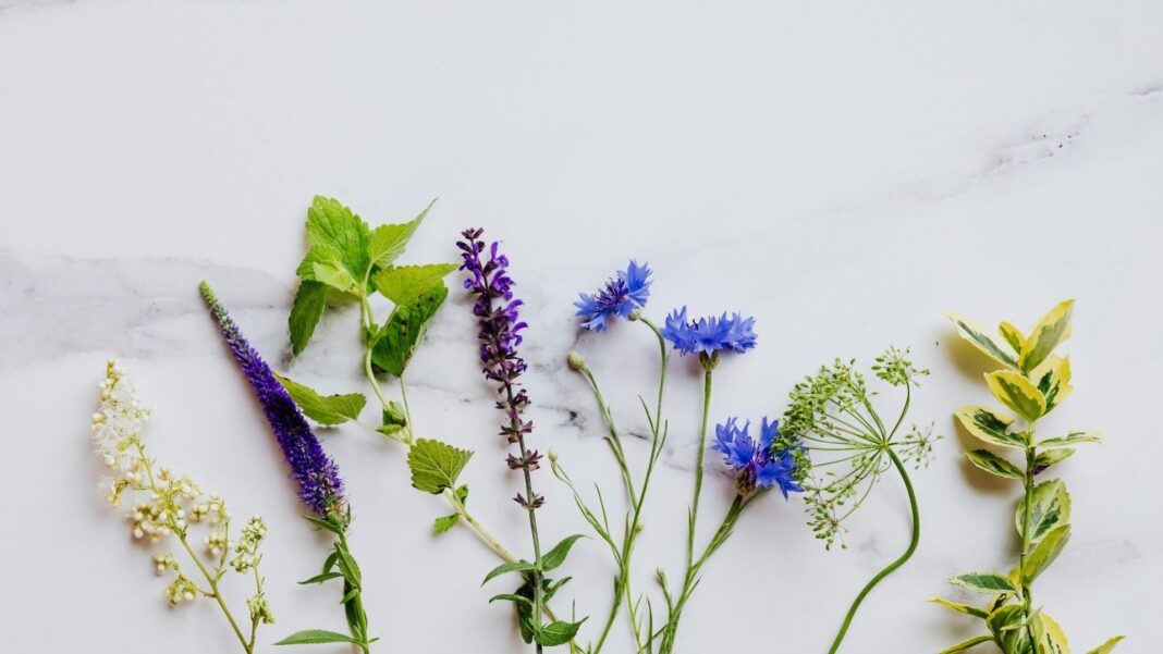 Sortie CPIE Plantes sauvages comestibles  Monein