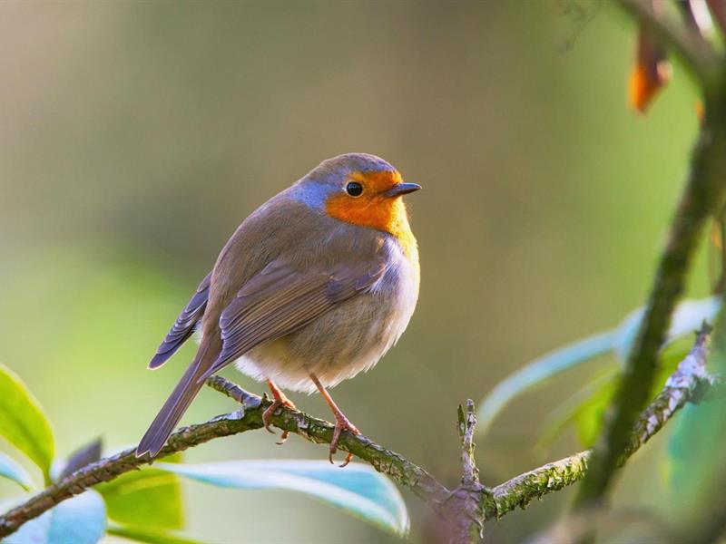 Sortie Les oiseaux du Ballon d’Alsace Sewen