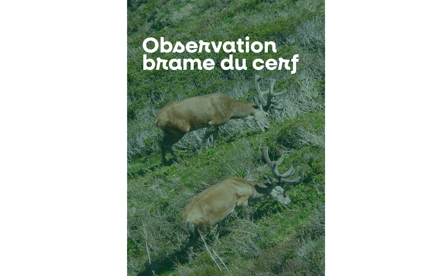 Sortie nature à l'écoute du brame du cerf Chalets d'Iraty Larrau 2026-09-23