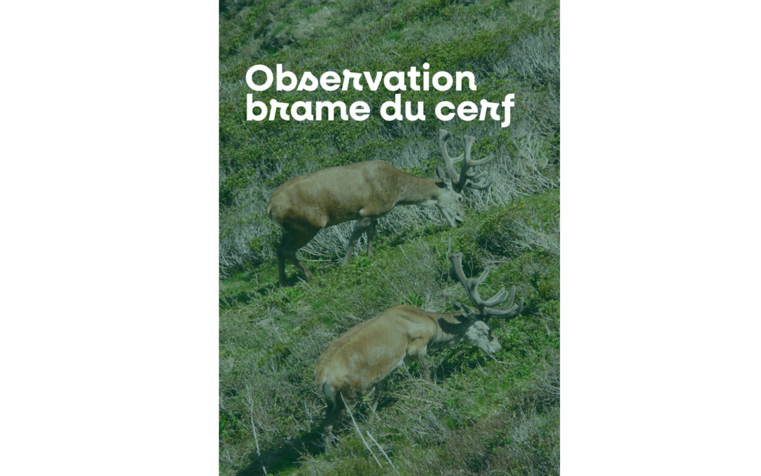Sortie nature à l&rsquo;écoute du brame du cerf D19 Larrau