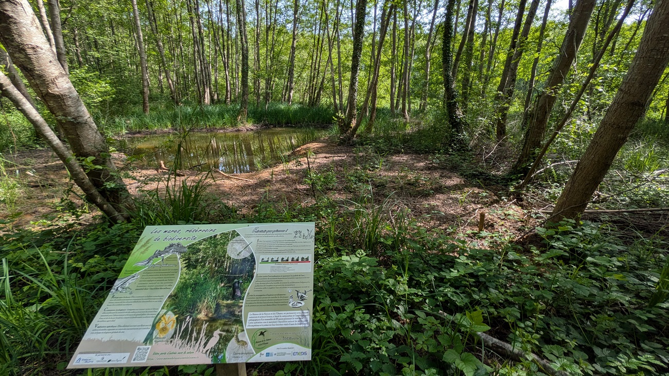 Sortie nature à Neuville-sur-Ailette Les mares de la voie verte éveiller et transmettre Neuville-sur-Ailette