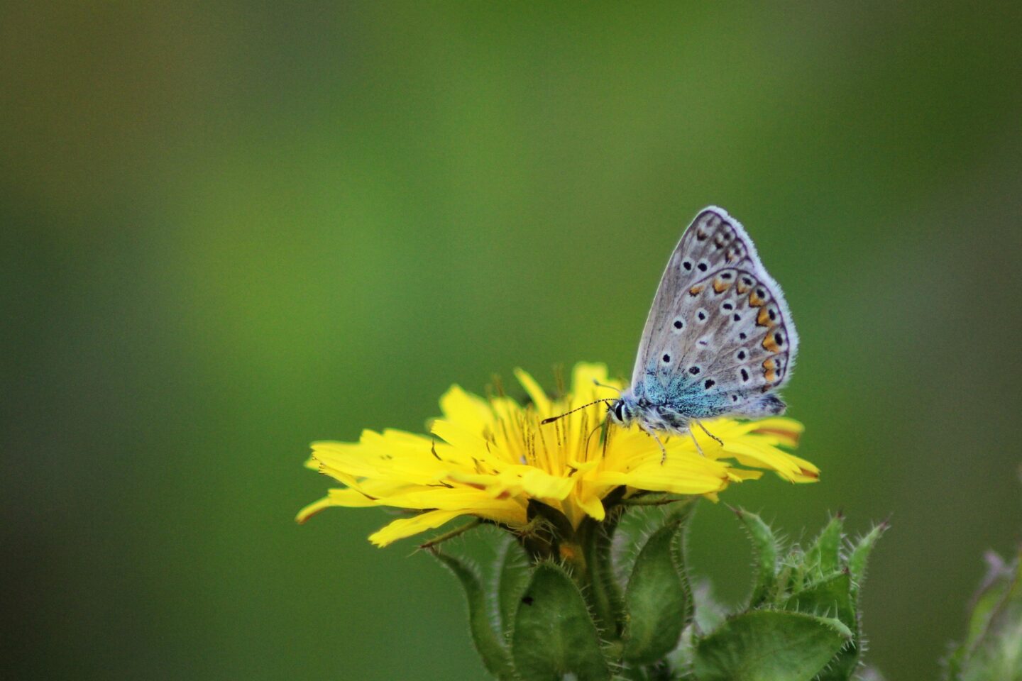 Sortie nature | Ca bourdonne ou ça papillone à St Leu ! Saint-Leu-d’Esserent