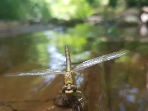 Sortie nature les pieds dans l’eau Montlaur
