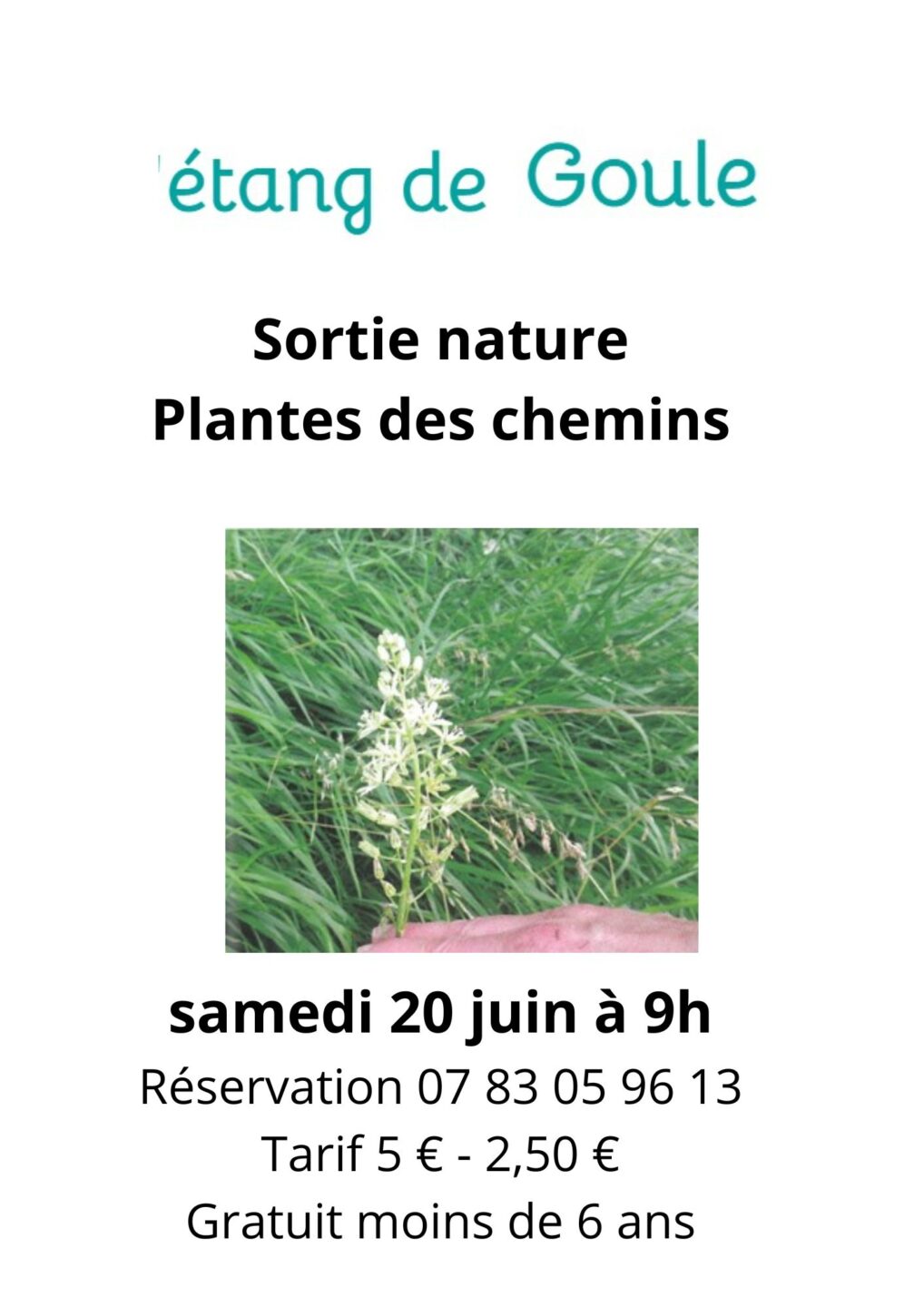 Sortie nature Plantes des chemins Bessais-le-Fromental