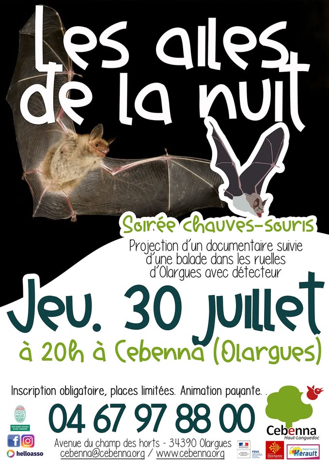 SORTIE NOCTURNE CHAUVE QUI PEUT !  Olargues