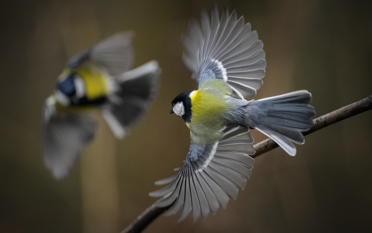 Sortie ornithologique pour les plus jeunes Maison Paris Nature Paris