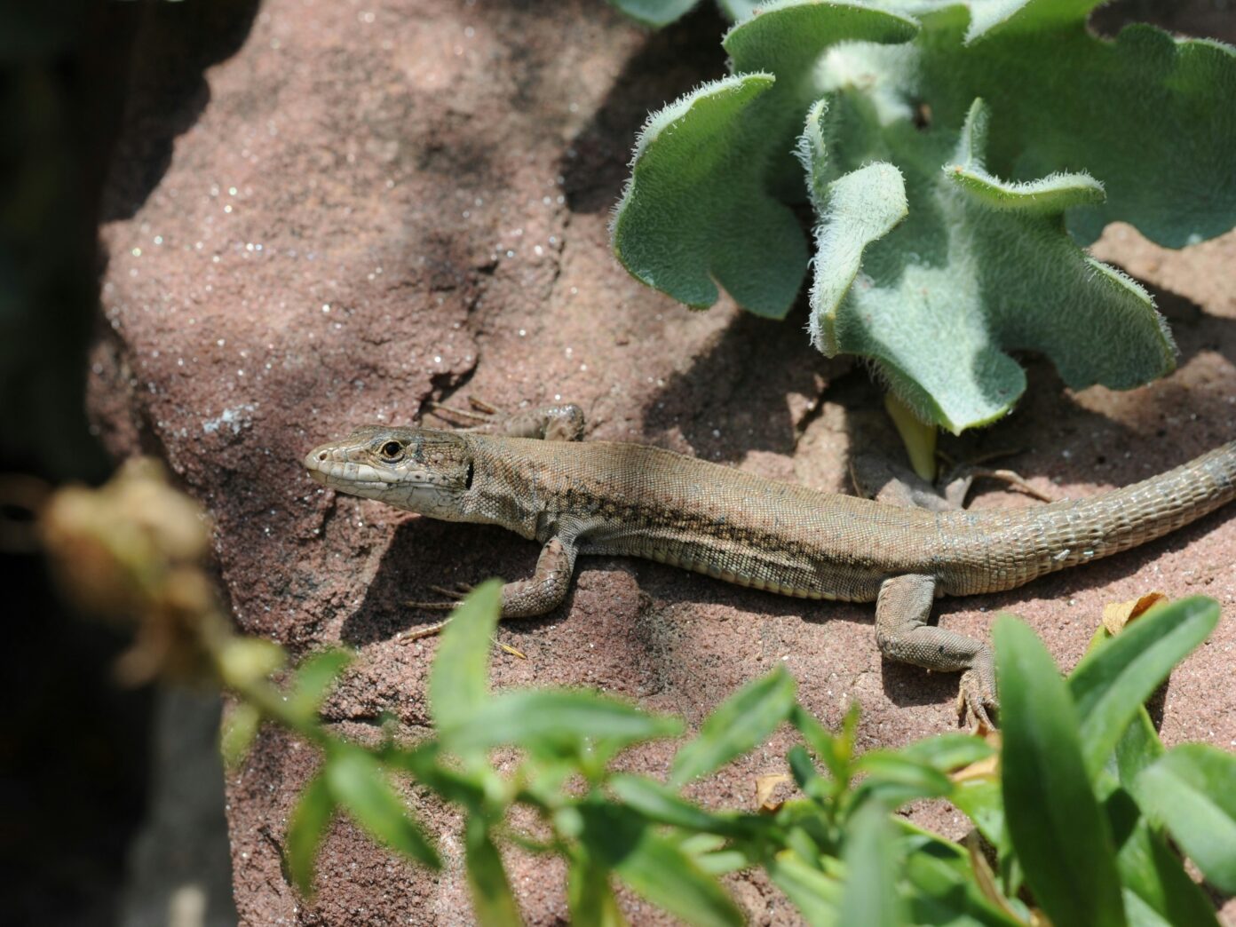 SORTIE REPTILES  Cardeilhac