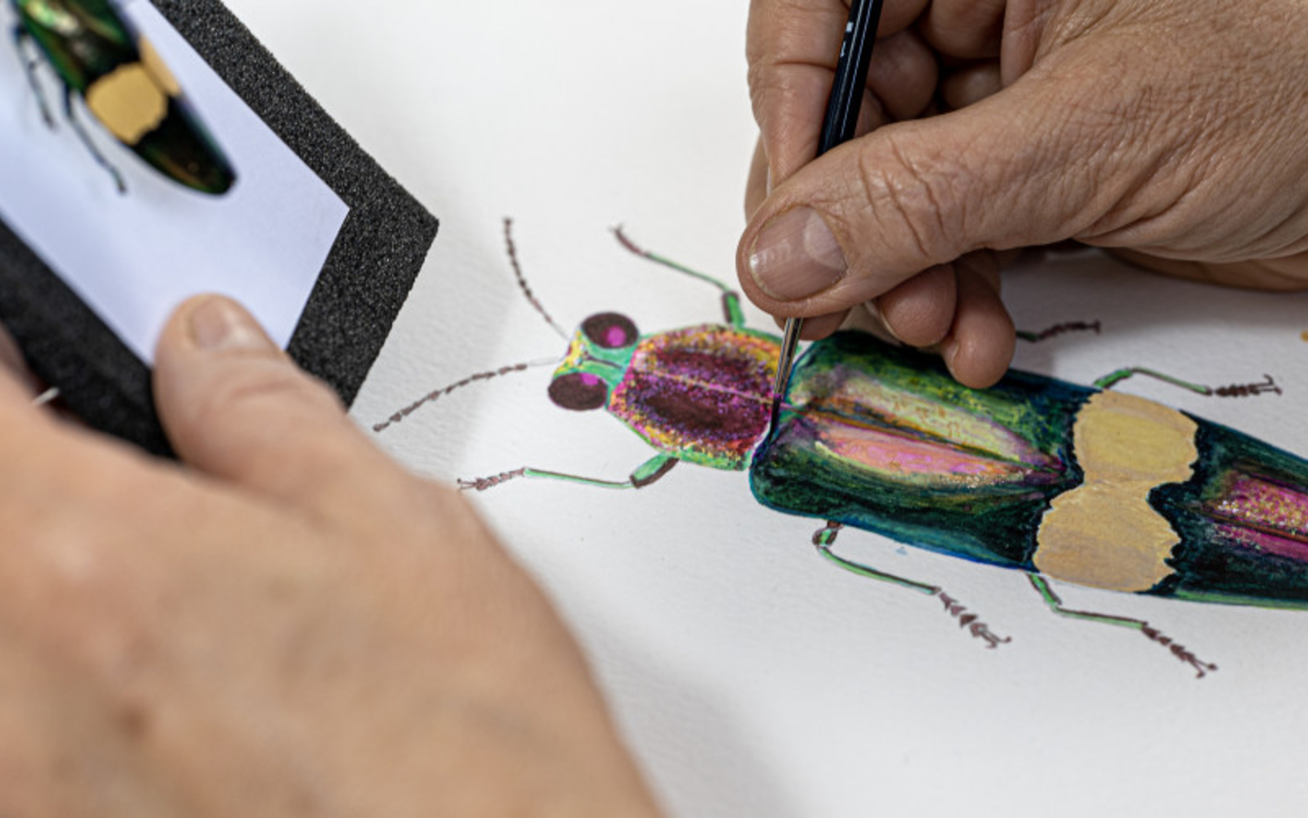 STAGE DESSIN NATURALISTE Ateliers BOTZARIS  paris
