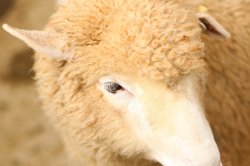Stage enfants (5 à 8 ans) à la Ferme Cinsî La Roche-Chalais