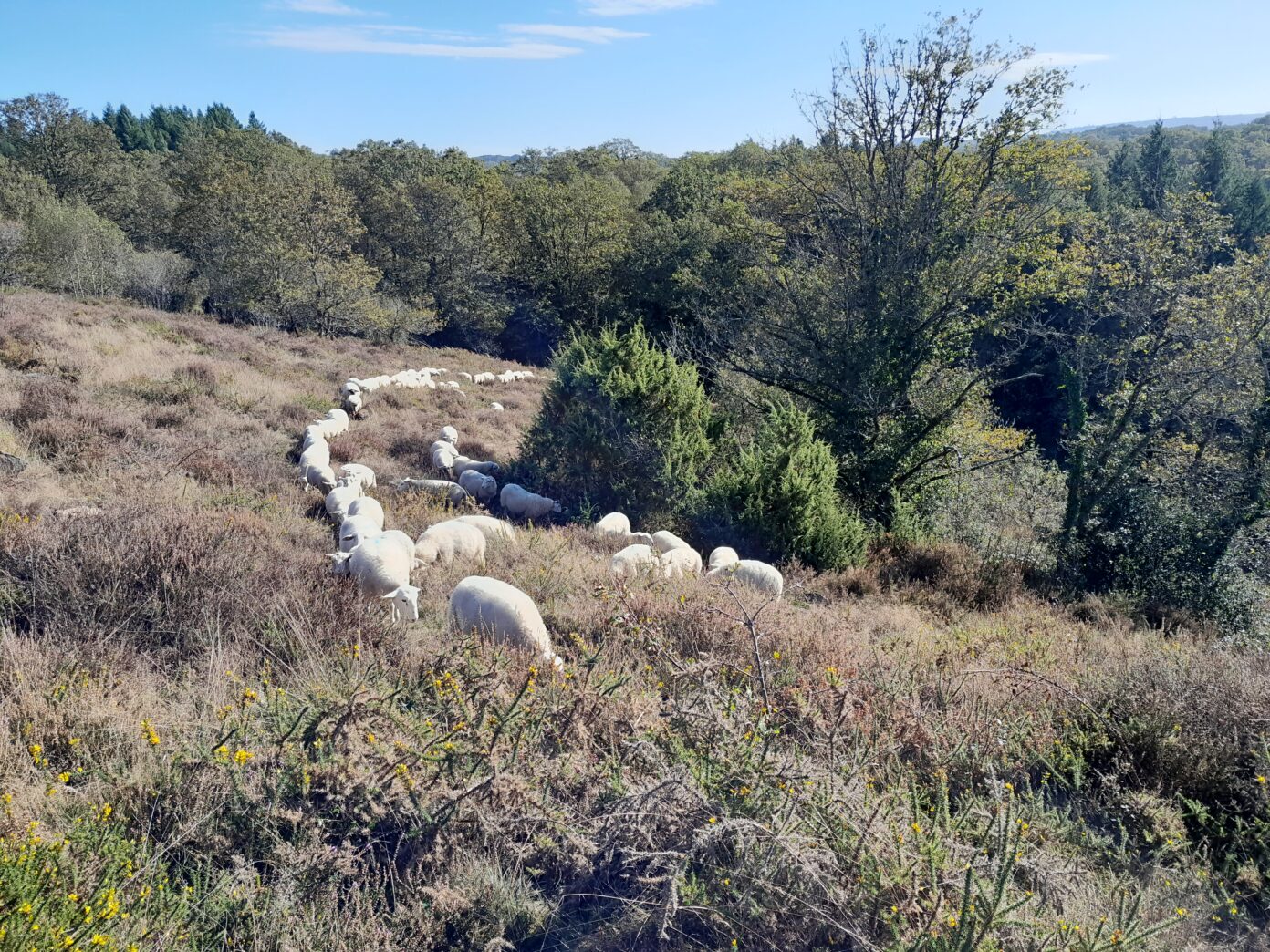 Transhumance randonnée avec les chèvres de lande à lande  Châteauponsac
