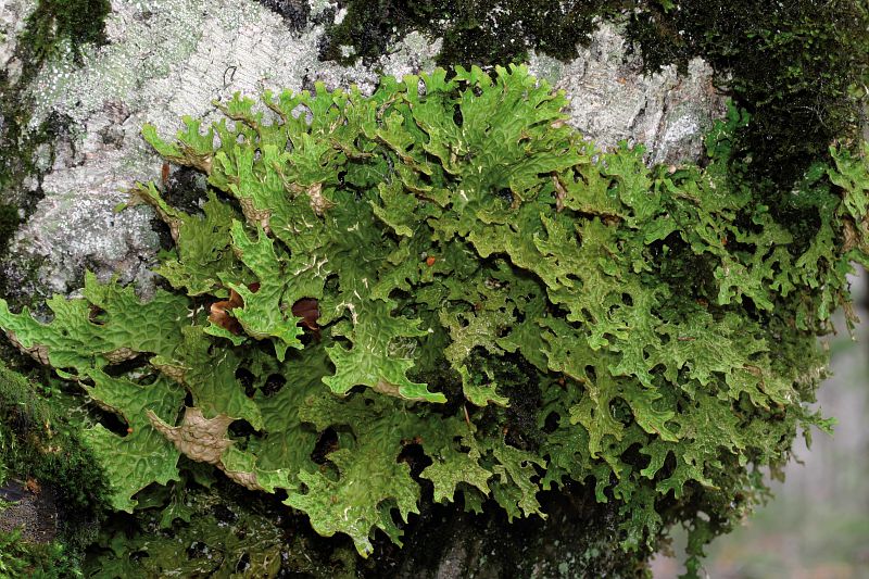 UN ETE AVEC LE PARC LE MONDE MECONNU DES LICHENS Parking le Mas de la Barque Vialas 2026-07-28