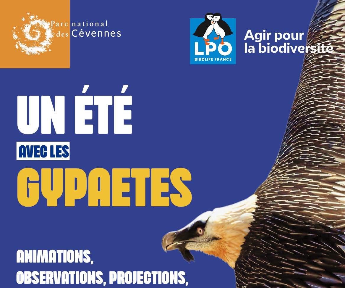 UNE JOURNÉE AVEC LES GYPAÈTES VAUTOURS ET CIE La Malène