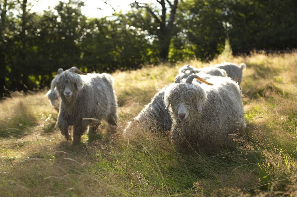 Visite collective ferme lainière au sommet du Morvan en néerlandais Plumes de mouton Glux-en-Glenne