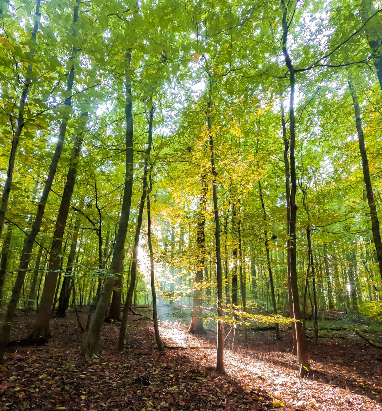 Visite commentée à la découverte d&rsquo;une forêt de chênes remarquables  Lay-Lamidou