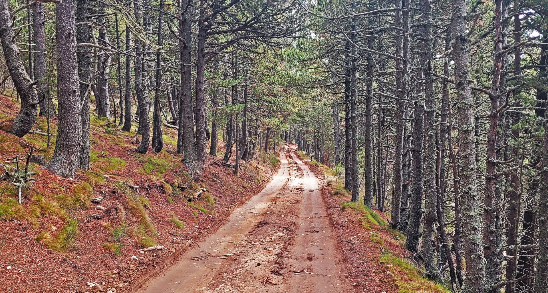VISITE COMMENTEE DE LA FORÊT DE LA MATTE  Les Angles