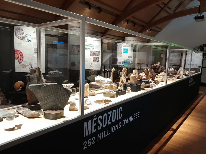 Visite commentée spéciale famille de l’exposition le monde fascinant des fossiles Maison de la Hague La Hague