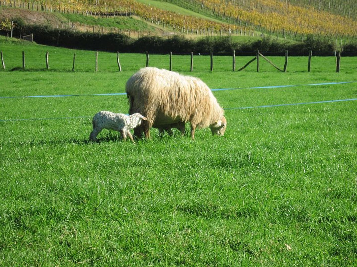 Visite de la ferme Tambourin Saint-Étienne-de-Baïgorry