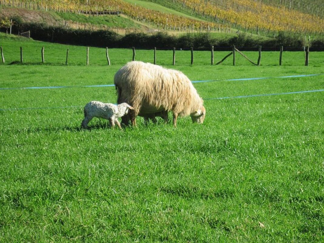 Visite de la ferme Tambourin Saint-Étienne-de-Baïgorry