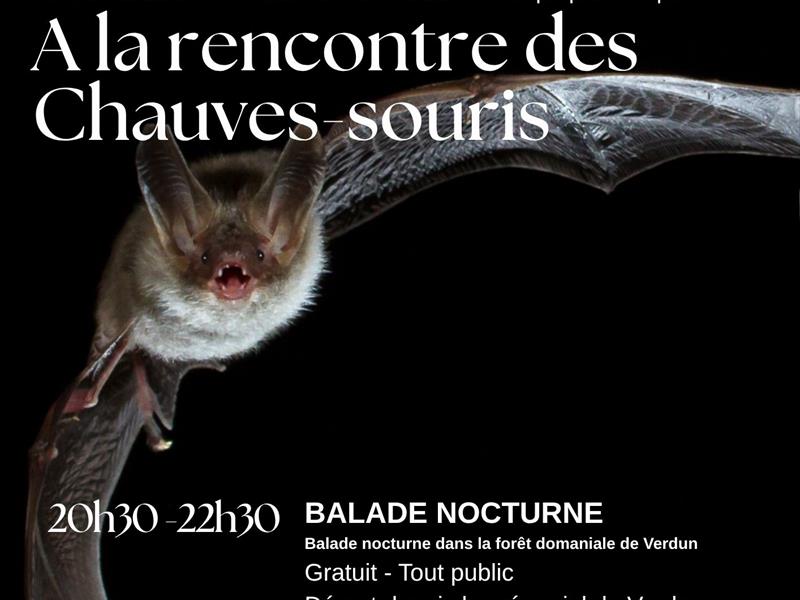 Visite guidée ‘A la rencontre des chauves-souris ‘ Mémorial de Verdun Fleury-devant-Douaumont
