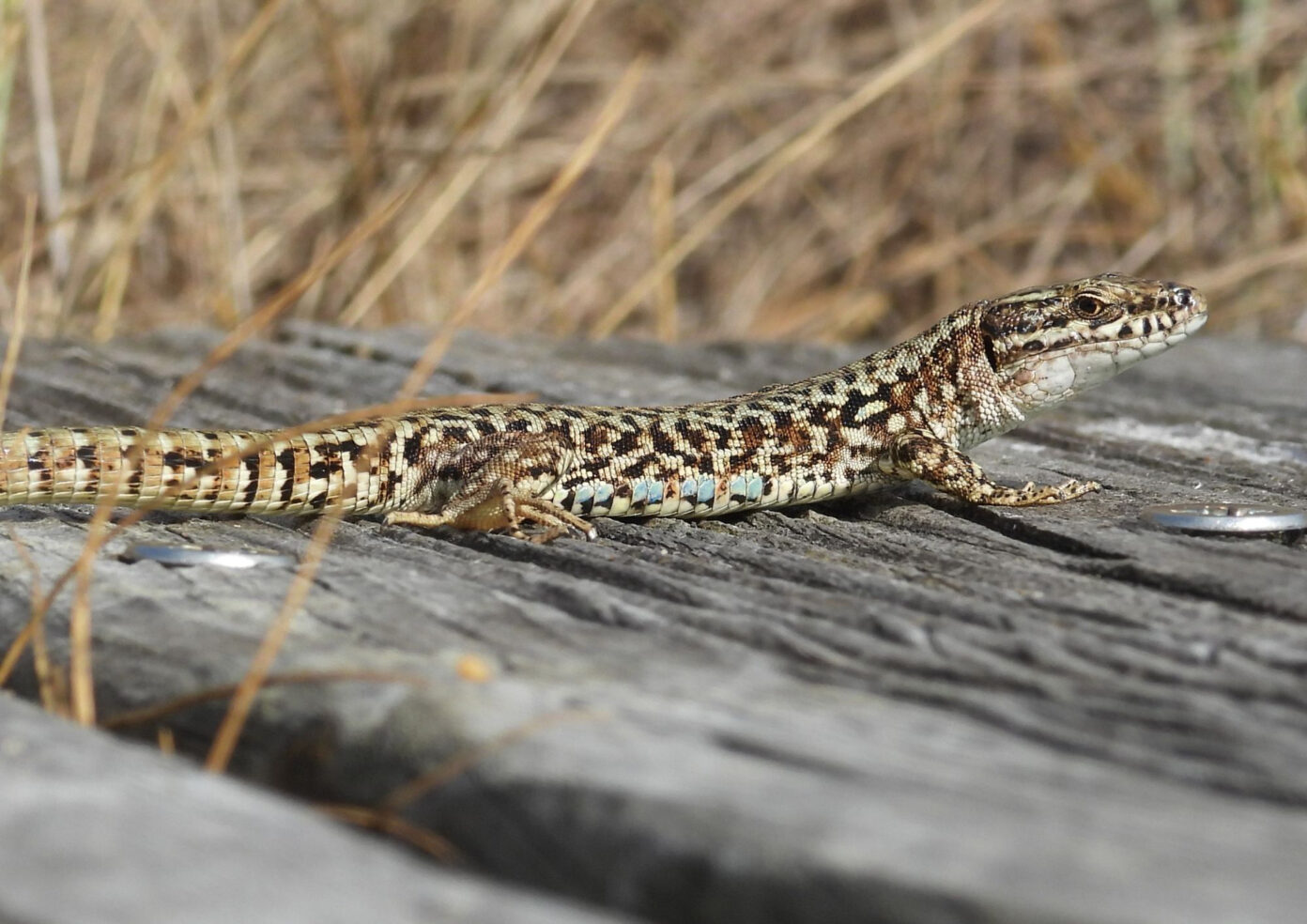 Visite guidée Dans la peau d’un reptile Maison de l&rsquo;Environnement et Parc Izadia Anglet