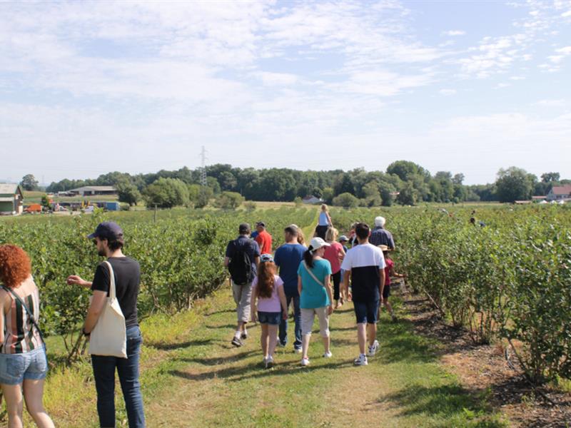 Visite guidée de la culture de myrtilles à la Ferme Brand-Arbogast 23 rue principale Haguenau 2026-07-14
