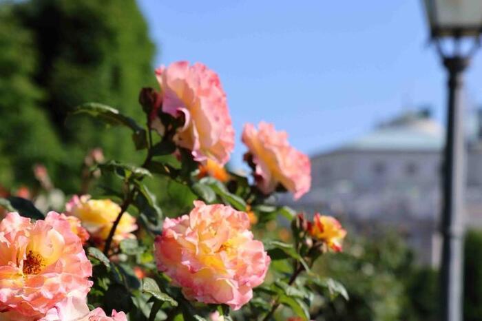 Visite guidée des roses dans le Volksgarten, volksgarten, Vienne
