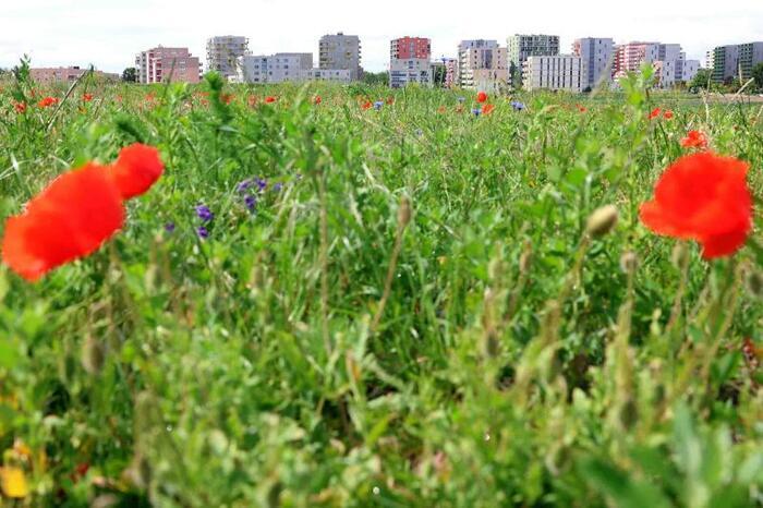 Visite guidée du parc de la biodiversité, Stadt Wien – Umweltschutz, Vienne
