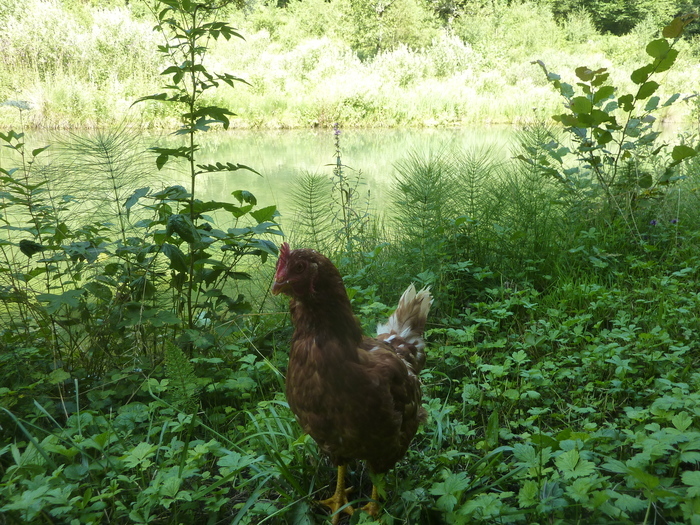 Visite guidée et contes, Jardin à Ornans, Ornans