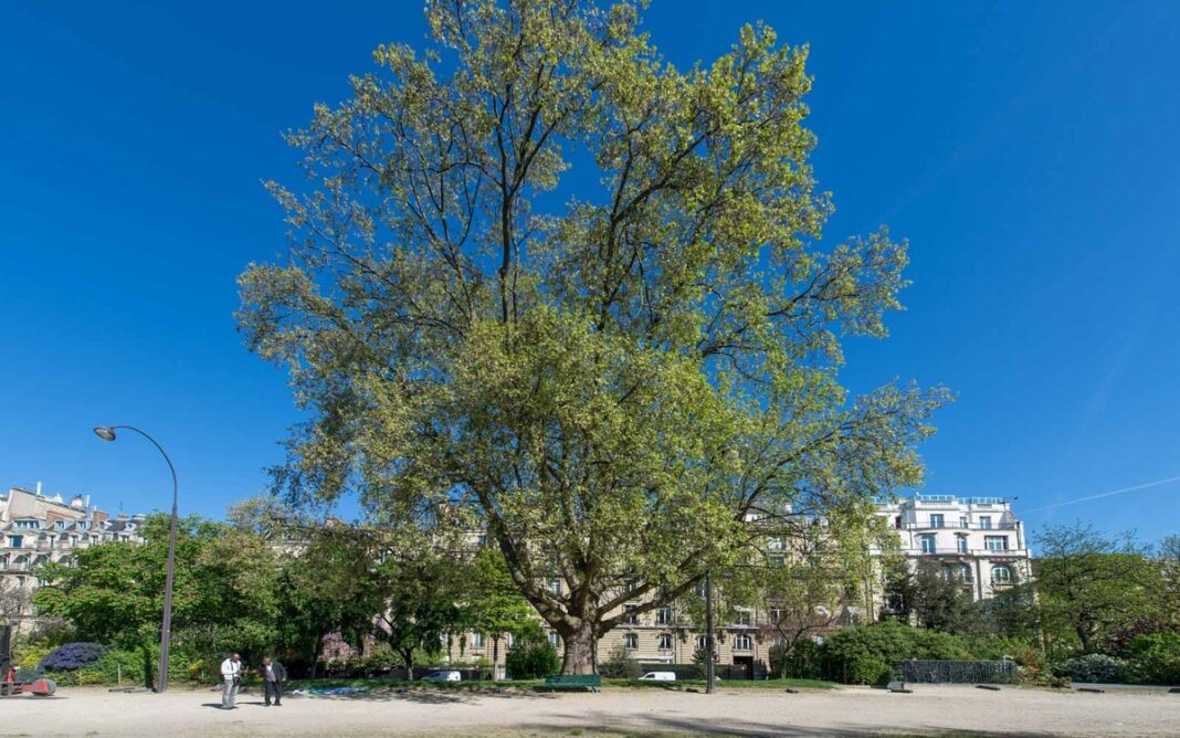 Visite Les jardins Avenue Foch jardins de l’ Avenue Foch Paris