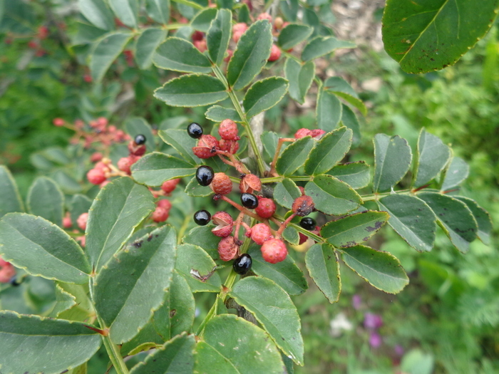 Visite libre du jardin Herbarius, Herbarius, PLANGUENOUAL