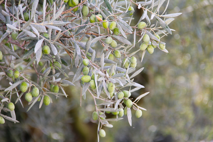 Visites guidées et dégustations d'huile d'olive au moulin Bastide du Laval Moulin Bastide du Laval Cadenet