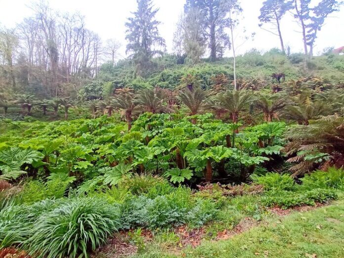 Visites guidées gratuites du Jardin botanique au Conservatoire botanique national de Brest