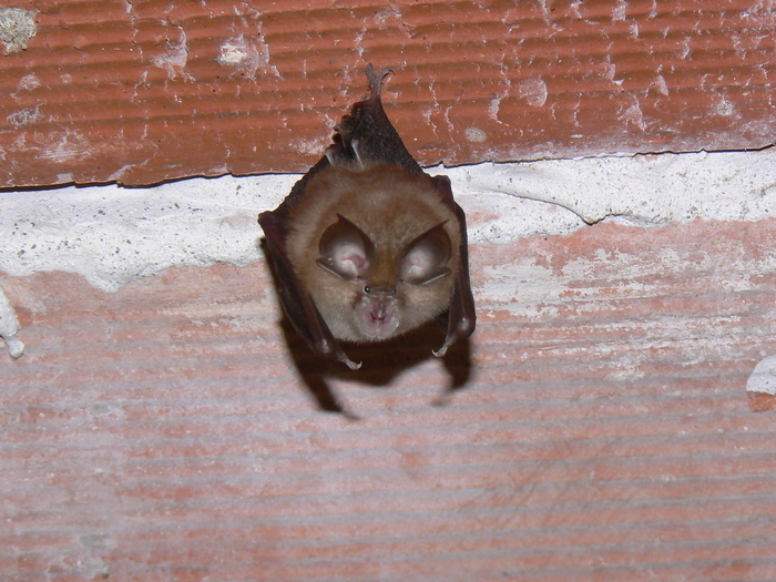30ème Nuit internationale de la chauve-souris, Les grands coudrays, Crouy-sur-Cosson, Crouy-sur-Cosson