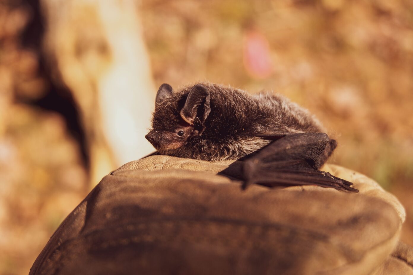 A la découverte des chauves-souris de la vallée du Cusancin Cusance