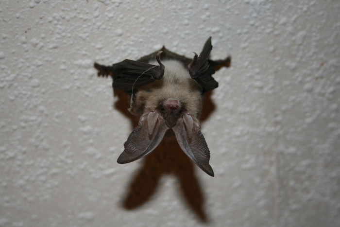 A la découverte des chauves-souris de mon village, juvaincourt 88500, Juvaincourt