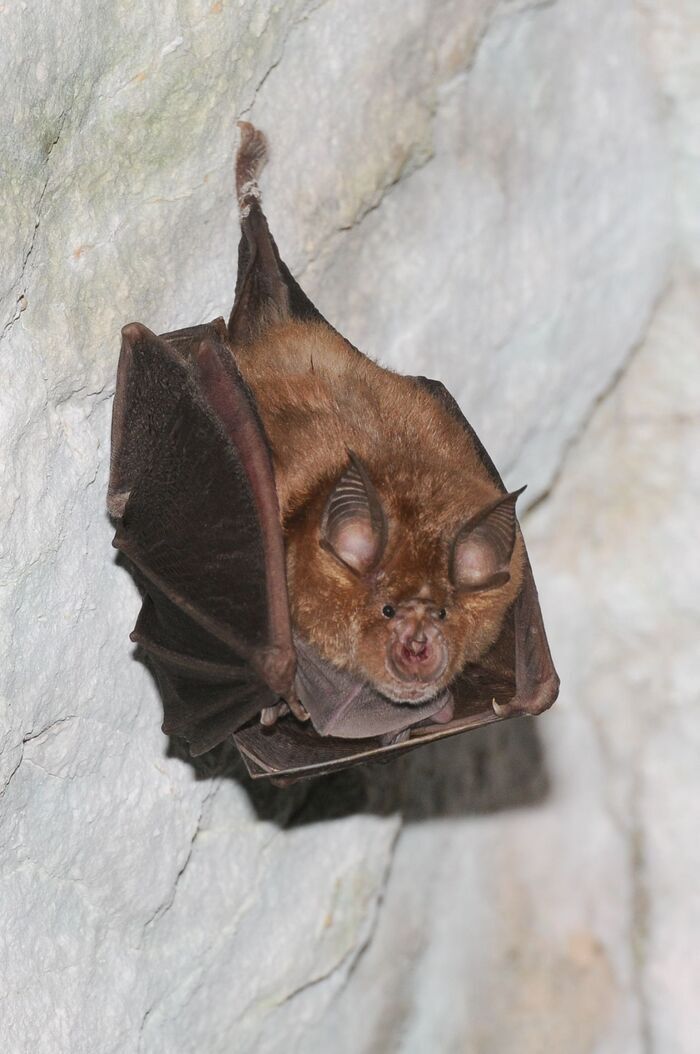 A la découverte des chauves-souris de St-léger-sur-Dheune, Salle de réunion Daniel Leriche, Saint-Léger-sur-Dheune