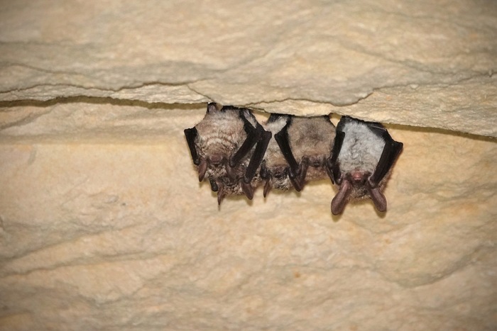 A la découverte des chauves-souris, Jardin Lecoq à Clermont-Ferrand, Clermont-Ferrand