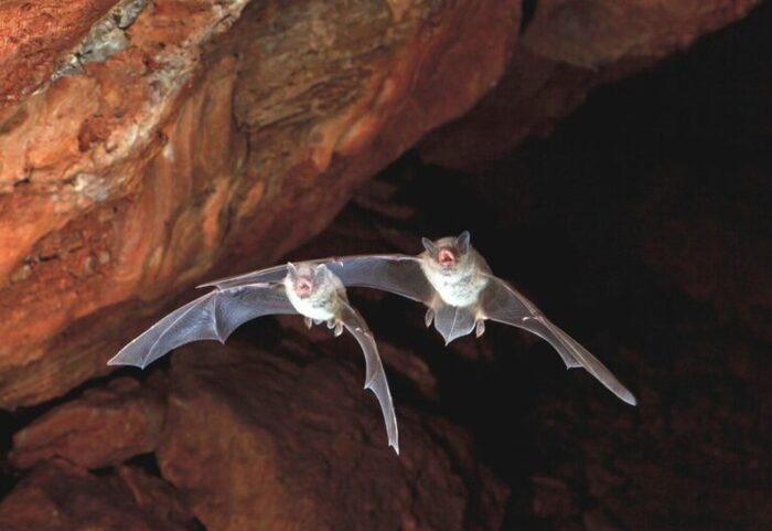 À la découverte des chauves-souris Parking du hameau de Blet Arfeuilles