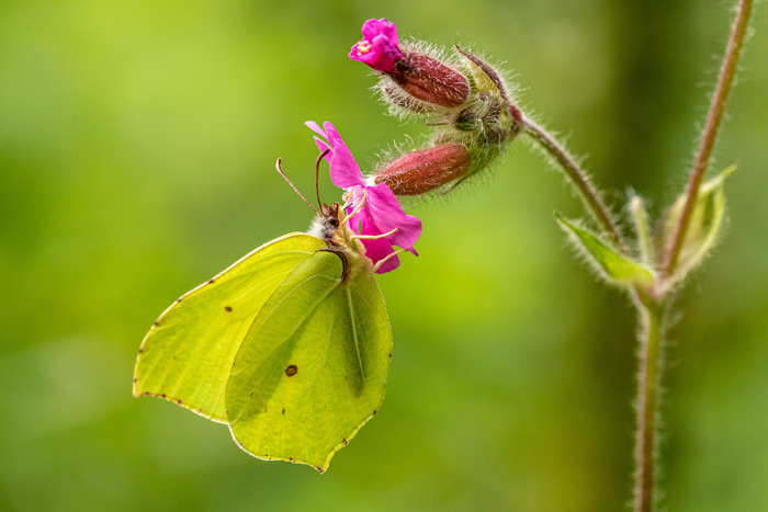A la découverte des insectes pollinisateurs Jardin des Herbes folles Lille