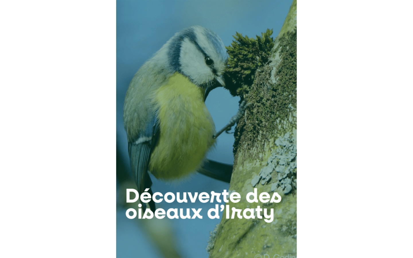 À la découverte des oiseaux Accueil Chalets d'Iraty Larrau 2026-08-17