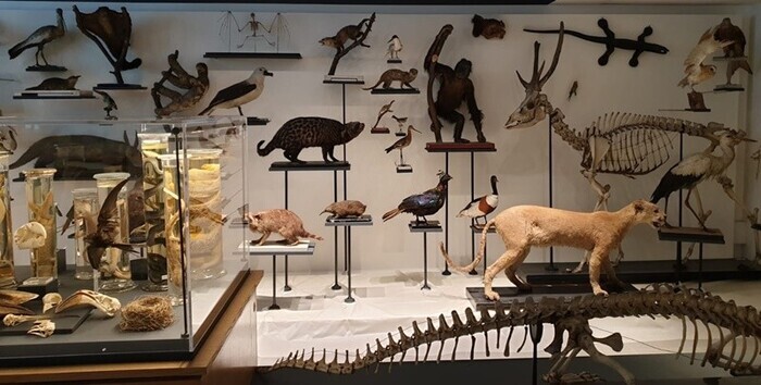 À la découverte d&rsquo;un patrimoine pédagogique d&rsquo;exception : la collection de zoologie de Sorbonne Université, Campus Pierre et Marie Curie – Sorbonne Université, Paris