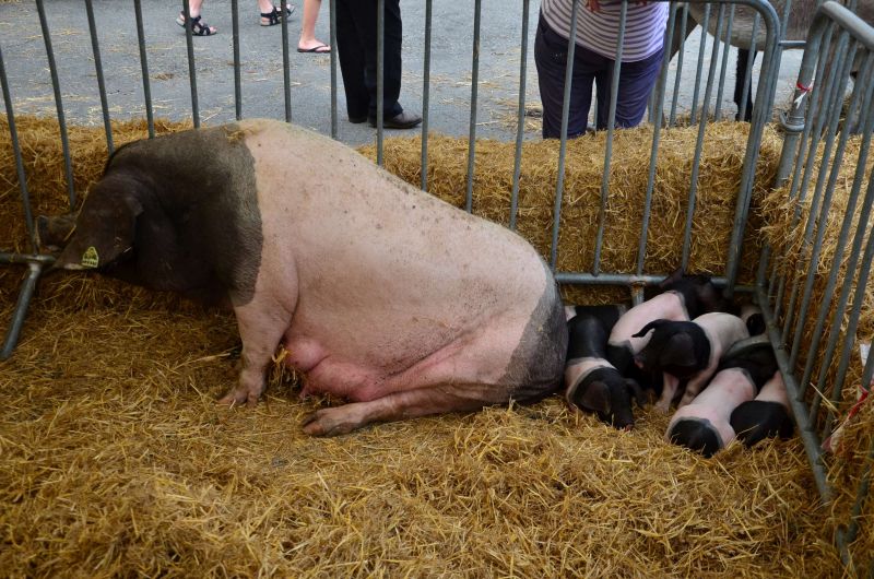 A la rencontre de la Ferme Serbielle Angous